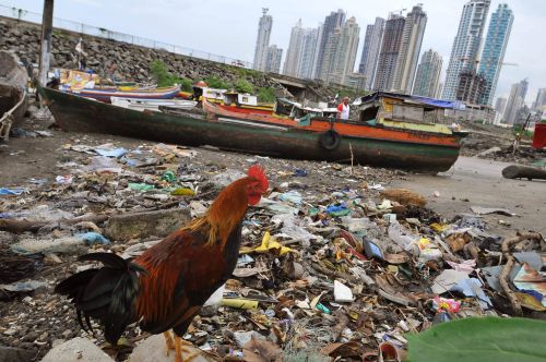 (((ACOMPAÑA CRÓNICA : PANAMA - DESARROLLO))) PAN02. CIUDAD DE PANAMA (PANAMA), 13/06/08.- Un gallo camina por la playa del barrio de "Boca La Caja" hoy, 13 de junio de 2008, en Ciudad de Panamá. El boom económico que experimenta Panamá ha convertido su capital en "un caos urbano" cuya promoción es "una estafa" y un "atentado contra el medioambiente", según denunciaron a Efe profesionales de la construcción y representantes políticos y de organizaciones ciudadanas. EFE/Alejandro Bolívar